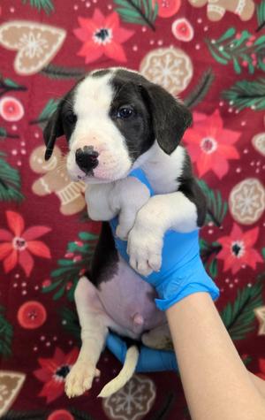 Cupid, Mix Breed, young, available for adoption