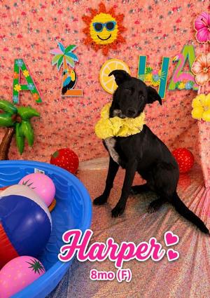 Harper, German Shepherd Dog, puppy, available for adoption