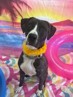 Sally, German Shepherd Dog, puppy, available for adoption