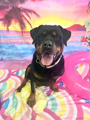 Wilma, Rottweiler, senior, available for adoption