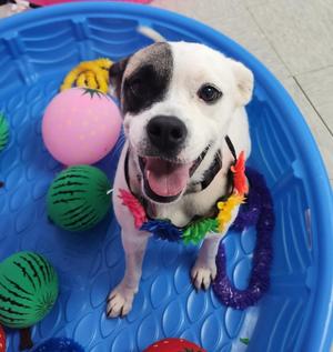 Darla, Pit Bull Terrier, adult, available for adoption