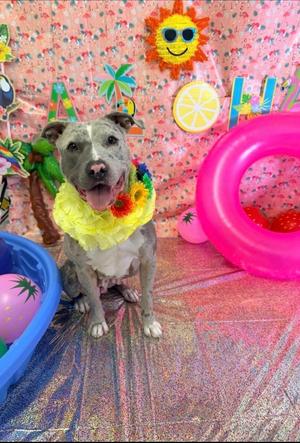 Biscuit, Pit Bull Terrier, adult, available for adoption