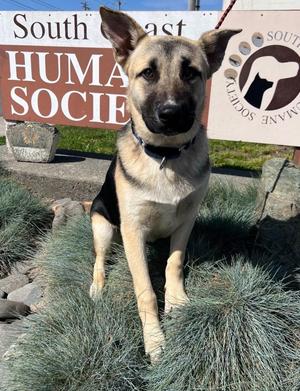 Jake, German Shepherd Dog, puppy, available for adoption