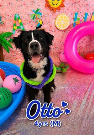 Otto, Pit Bull Terrier, adult, available for adoption