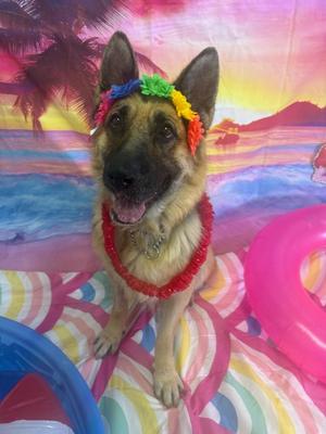 Betty, German Shepherd Dog, senior, available for adoption