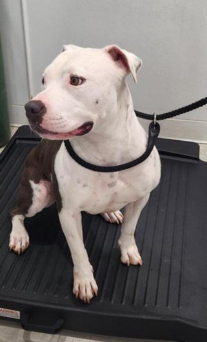 Eminem AKA Lucky, Pit Bull Terrier, young, available for adoption