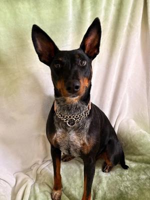 Martha, Manchester Terrier, young, available for adoption