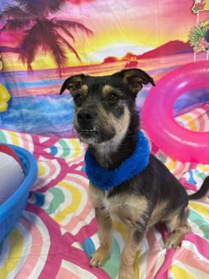 Roscoe, Terrier, young, available for adoption