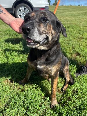 Duke, Coonhound, senior, available for adoption