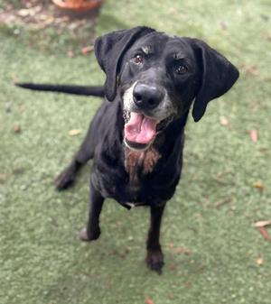 A black dog with a happy expression, sitting on a green artificial turf surface.