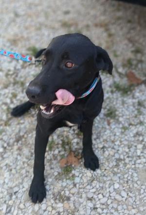 A black dog with a pink tongue sticking out, wearing a blue collar, standing on a gravel surface.