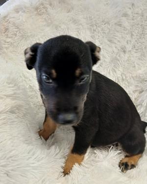 Jolly, German Shepherd Dog and Chihuahua - Smooth Coated, young, available for adoption