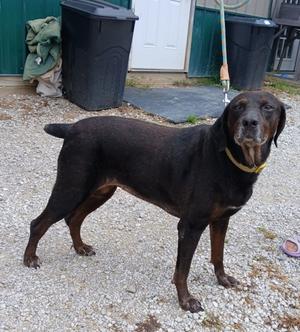 Diamond, Labrador Retriever and Hound, senior, available for adoption