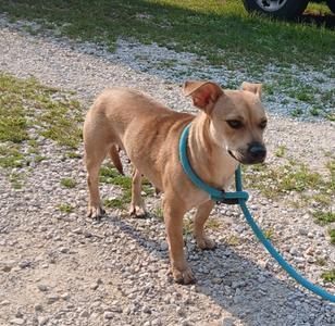 a brown dog on a blue leash standing on a gravel path