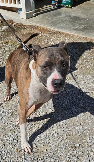 Bo, American Pit Bull Terrier Mix, adult, available for adoption