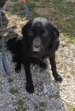 Boo, Labrador Retriever Mix, young, available for adoption