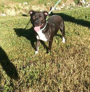 Evie, American Pit Bull Terrier Mix, adult, available for adoption