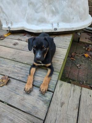 Cheese, Doberman Pinscher / Hound (Unknown Type), puppy, available for adoption