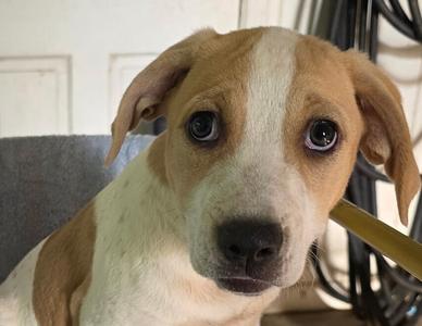 Jackie Kennedy American 250 Litter, Hound (Unknown Type) / Labrador Retriever, puppy, available for adoption