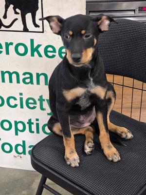 Jackie Designer Litter, Manchester Terrier, puppy, available for adoption