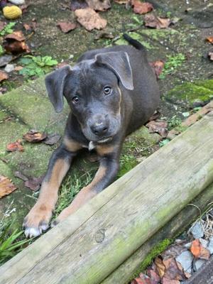A black and tan puppy lying on a wooden log in a garden with fallen leaves and greenery.