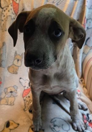 Rosa Parks American 250 Litter, Hound (Unknown Type), puppy, available for adoption