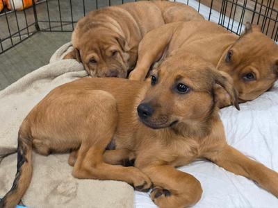 Three brown puppies lying down together on blankets inside a crate.
