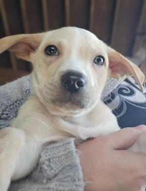 A close-up of a light-colored puppy with big, dark eyes and floppy ears, being held in someone's arms. The puppy is wearing a gray sweater.