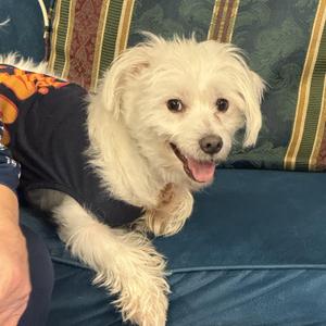 Bowie, Maltese, adult, available for adoption