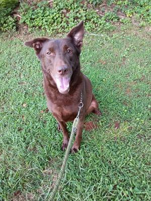 A brown dog sitting on grass with a leash attached to its collar, looking up with its mouth open.