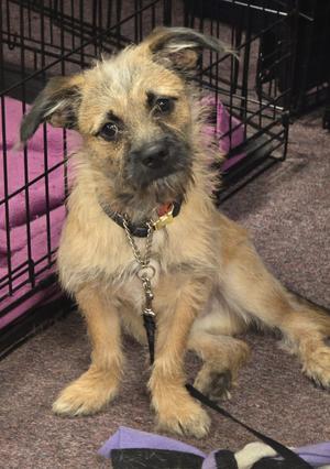 A small, scruffy dog with a shaggy coat sitting on a carpeted floor next to a black wire crate. The dog has a collar with a chain attached and is looking directly at the camera.