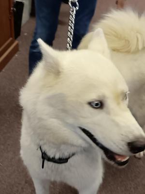 Ozzy, Siberian Husky, adult, available for adoption