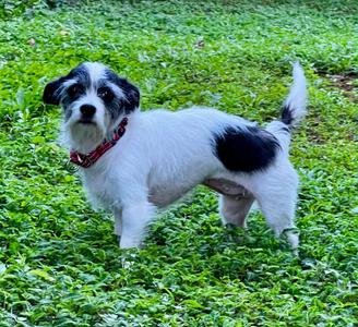 Ellie May, Jack Russell Terrier, young, available for adoption
