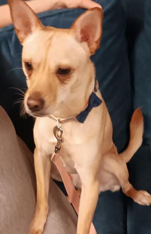 Rocket, Chihuahua, young, available for adoption