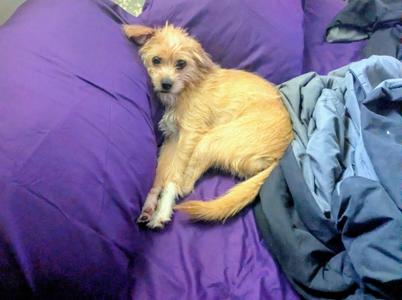 Sparky, Jack Russell Terrier, young, available for adoption