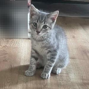 Milo, kitten, available for adoption