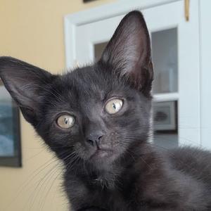 Spyder, adult, available for adoption