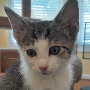 Tuk, adult, available for adoption