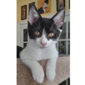 Bentley, kitten, available for adoption