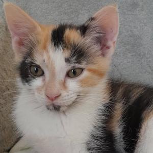 Kiri, adult, available for adoption