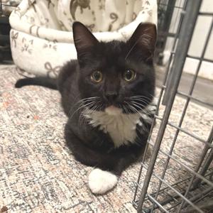 Jackson, adult, available for adoption