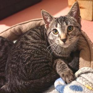 Jiggles, adult, available for adoption