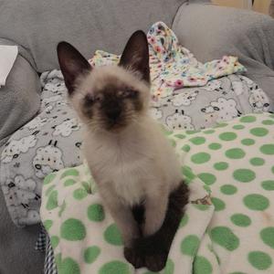 A Siamese kitten sitting on a green and white polka-dotted blanket on a couch.