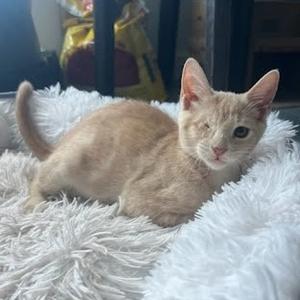 Nala, kitten, available for adoption