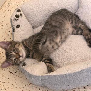 Rosemary, kitten, available for adoption