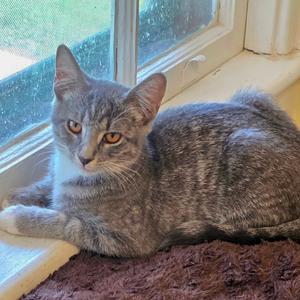 Han, kitten, available for adoption
