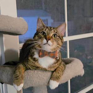 Sir Winston, adult, available for adoption