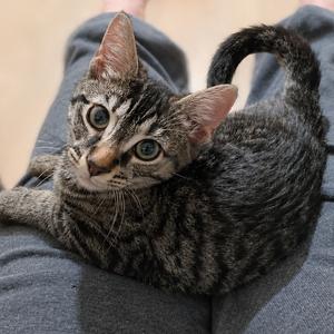 Tremi, adult, available for adoption