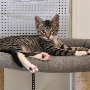 Sage, kitten, available for adoption
