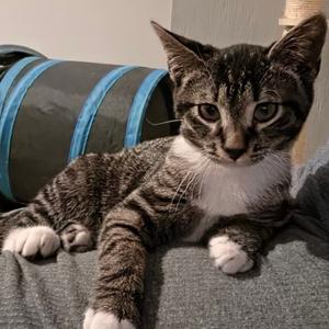 Wiggles, kitten, available for adoption
